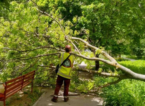 В Харькове сильный ветер валит деревья (фото)