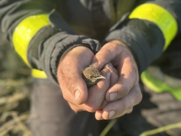 На Харківщині з палаючого сухостою врятували пташеня (фото)