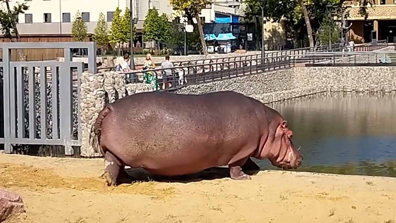 Бегемотиха Степанида