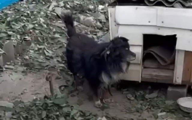 Пес Рокки чудом выжил после прямого попадания в Купянске (видео)