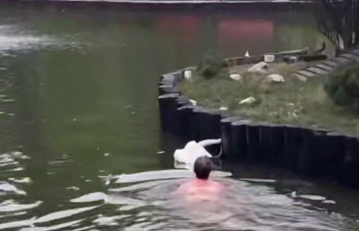 Спасение лебедя