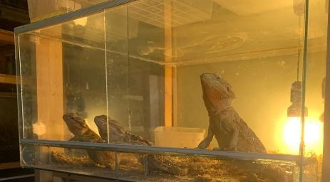 Муравьи и антисанитария: харьковчане пожаловались на соседей, которые держали дома экзотических животных (фото)