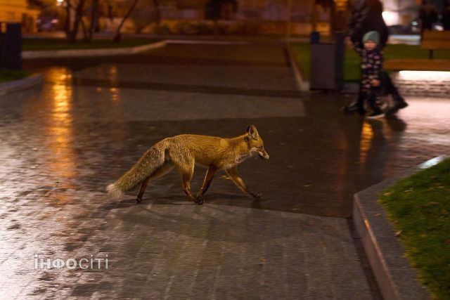 В центре Харькова заметили лису