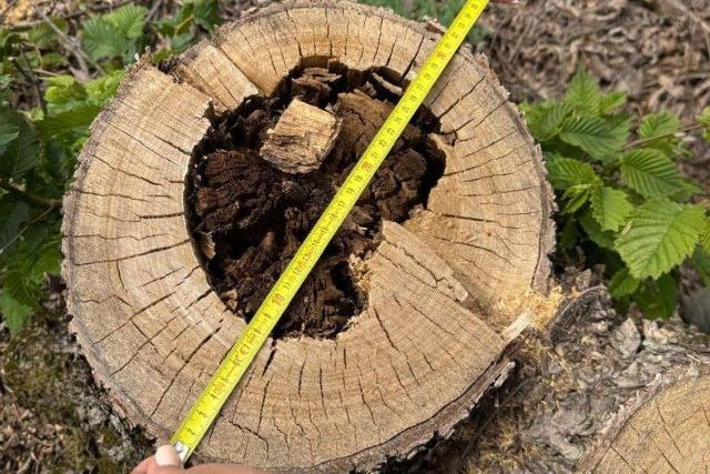 Знесені дерева