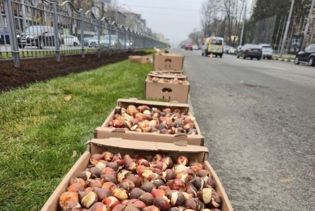 Висадка тюльпанів