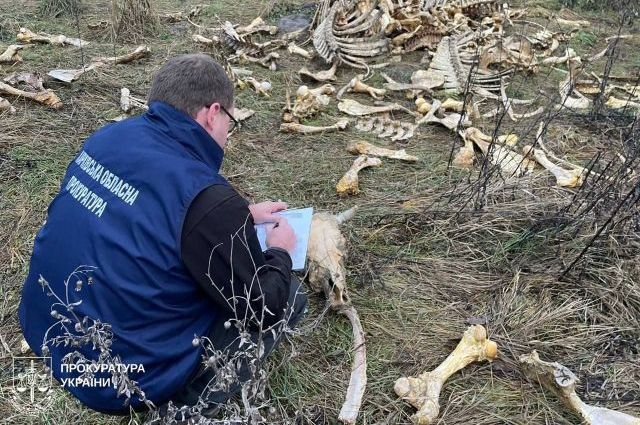 Свалка животных костей