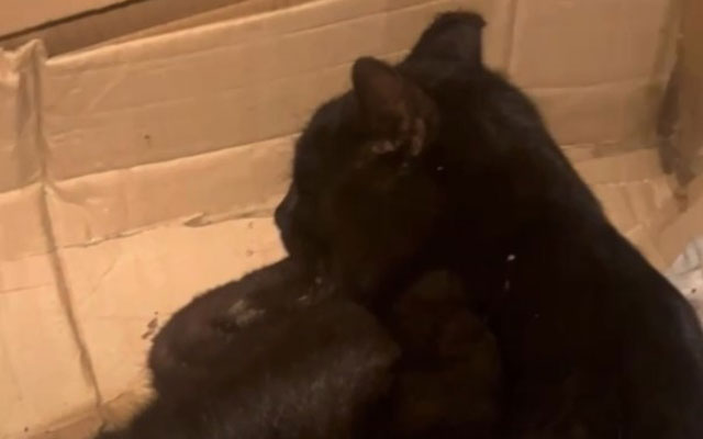 Бойцы спасли кота Петра с черепно-мозговой травмой (видео)