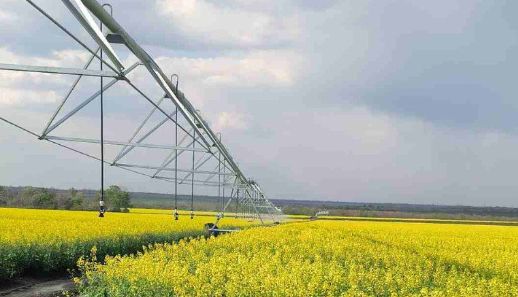 Дополнительные 340 тонн подсолнечника и два урожая с одного поля: в Харьковской области реализовали агропроект