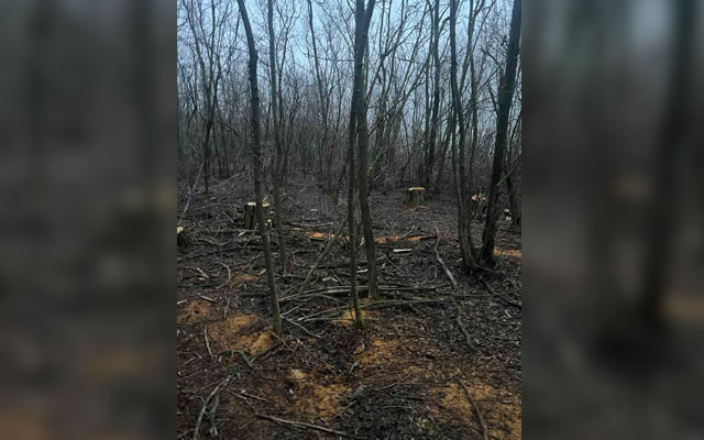 У Лозовській громаді невідомі вирубали 38 дерев