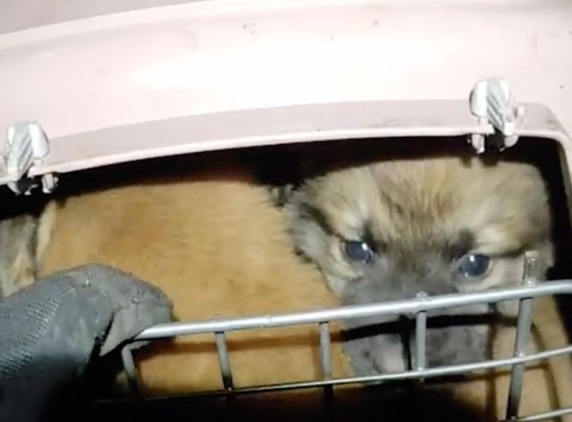 На Харківщині з лінії фронту врятували 5 цуценят (відео)