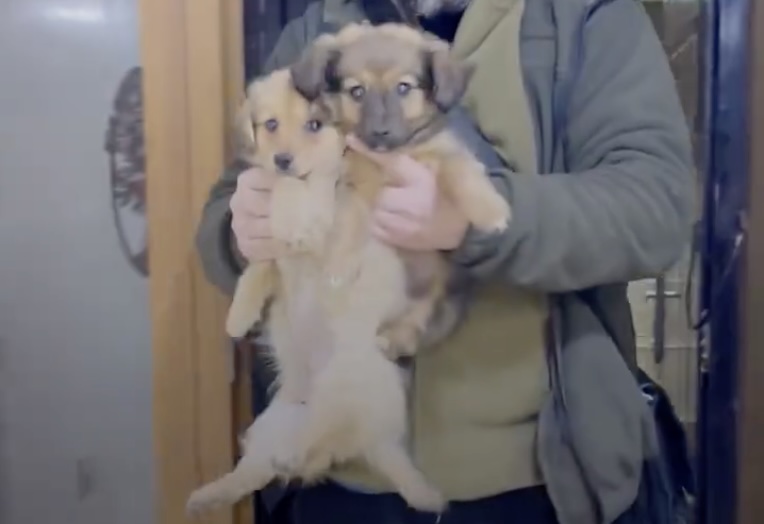 На Харківщині врятували двох цуценят, які провалилися у громадський туалет (відео)