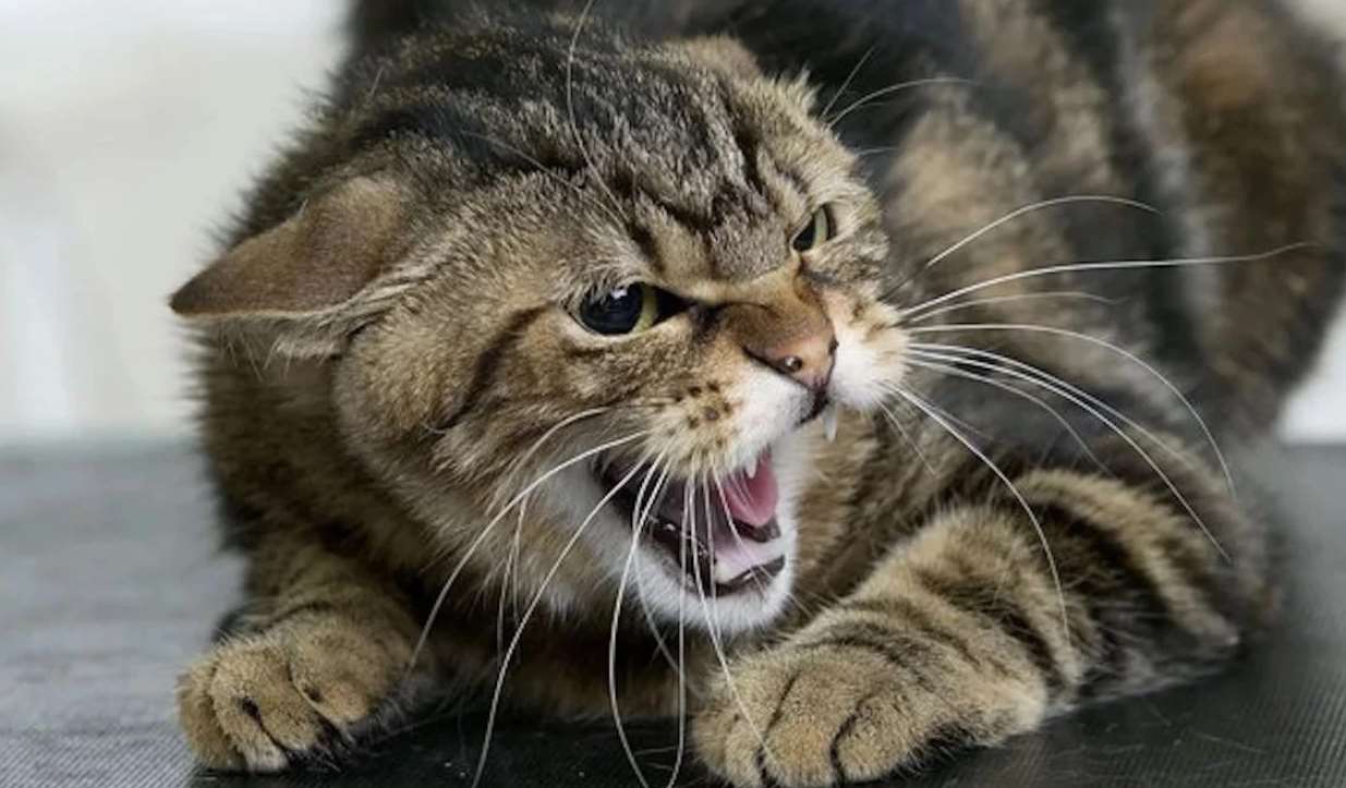 Под Харьковом бешеный кот покусал детей