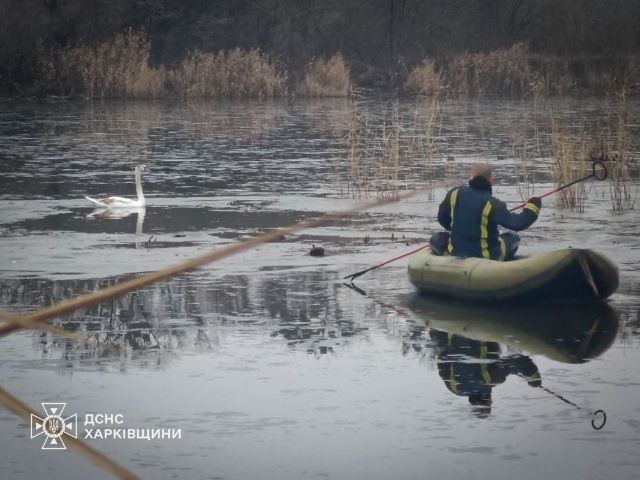 У передмісті Харкова лебідь потрапив у пастку (фото, відео)
