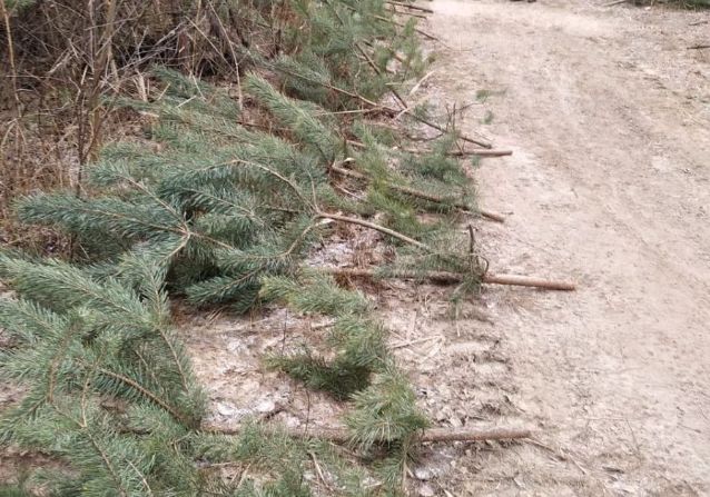 В Харьковской области мужчина вырубил 58 елок