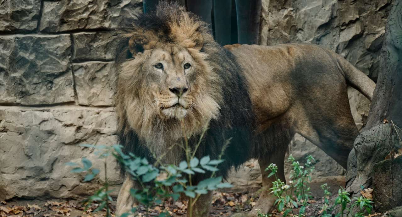 Під Харковом через авіаудар росіян з вольєра втік тигр