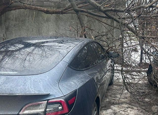 В Харькове дерево упало на автомобиль Tesla (фото)