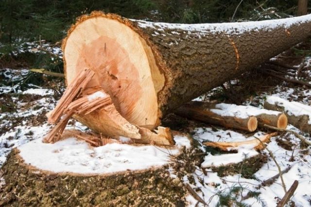 Спиляне дерево