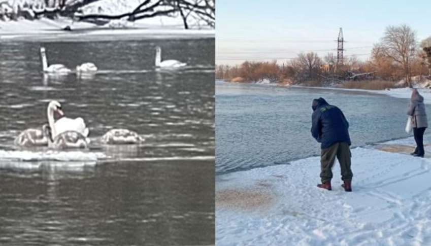 На Сіверському Донці в Зміїві рятують лебедів і качок: пенсіонер організував годування птахів