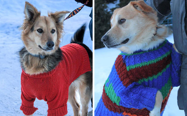 У харківському притулку пошили 100 светрів для собак