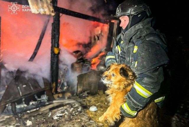 Рятувальник і песик