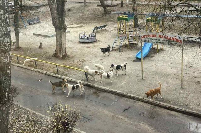 У передмісті Харкова зграя безпритульних собак нападає на людей