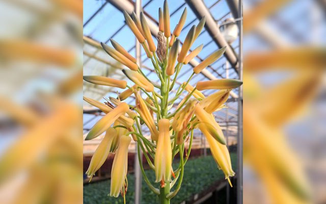 У Харкові розквітла рослина, яка цвіте раз на 10-20 років (фото)