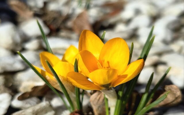 У Центральному парку розквітли крокуси (фото)