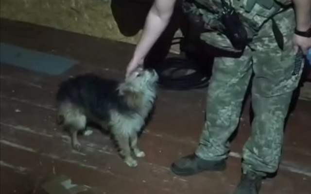 З передової в Харківській області врятували кота та собаку: дрон доправив їх повітрям на кілька кілометрів (відео)