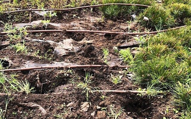 У Харкові викрали десятки сосен, які висадили на Полтавському Шляху