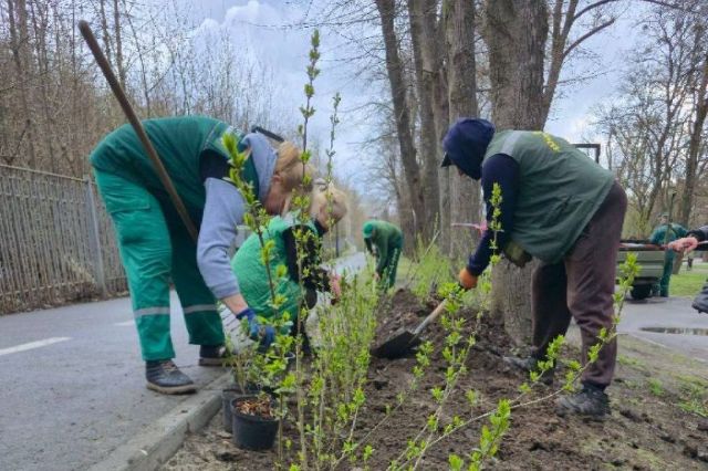 Озеленение