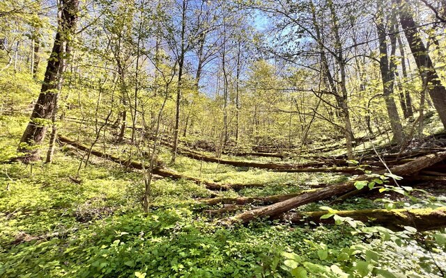 В лесах Харьковской области нашли необычное насекомое