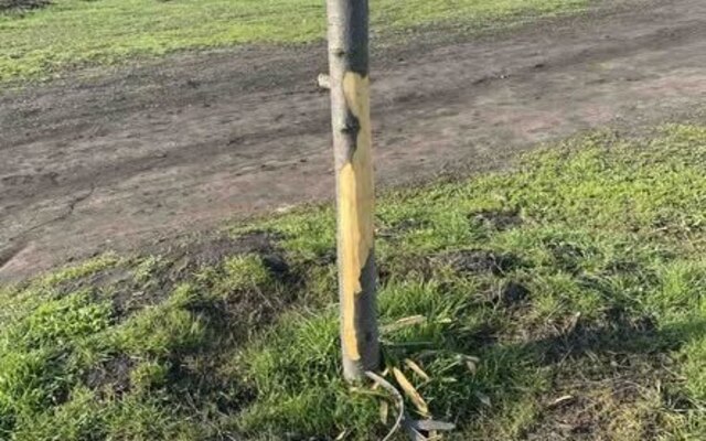 Вандалы повредили молодые деревья в парке под Харьковом