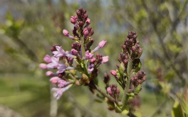 У Харкові починає цвісти бузок (фото)