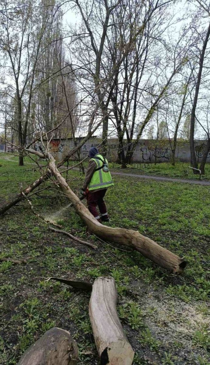 В Харькове повалило деревья (фото)