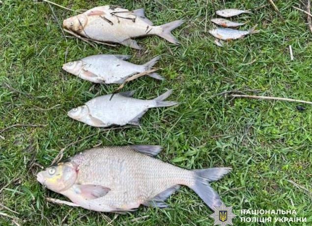 У Сіверському Донці на Харківщині масово гине риба