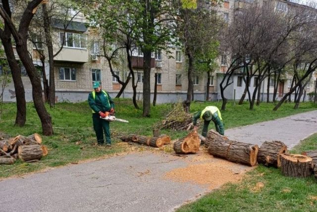 Упавшее дерево