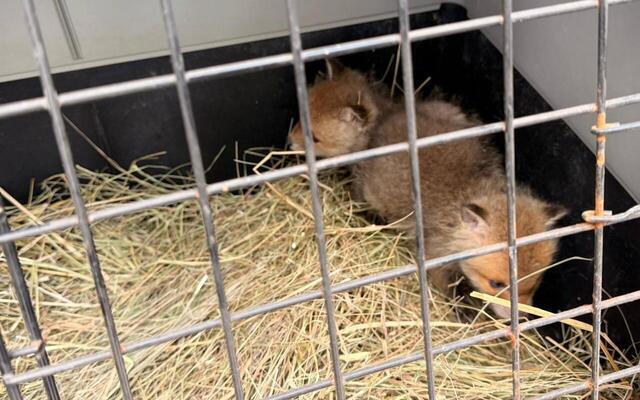 На харківське підприємство підкинули новонароджених лисенят (фото)