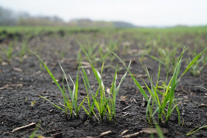 Посеяли пшеницу в декабре: в Харьковской области проводят эксперимент