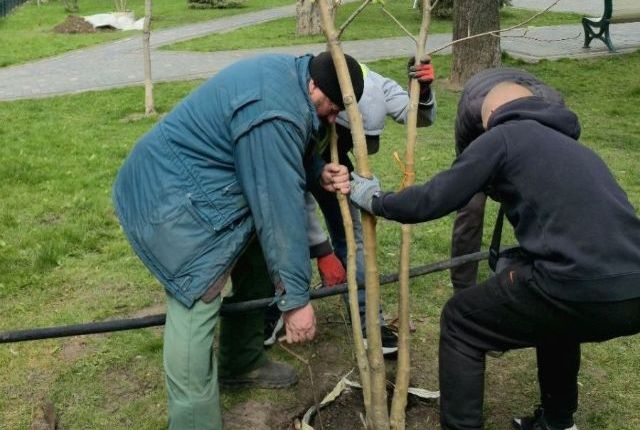 Посадка деревьев