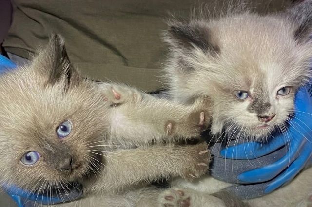 Котята