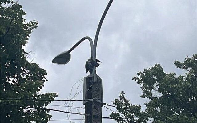 В Харькове спасли травмированную ворону, которая застряла на фонаре