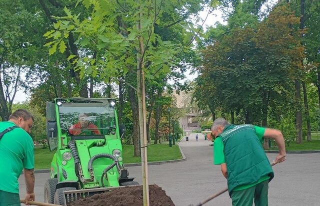 В саду Шевченко высадят дубы