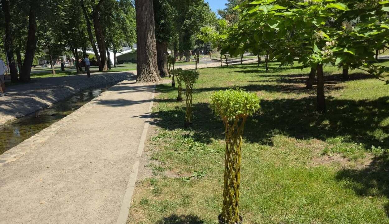 В Саржином яру высадили необычные деревья (фото)