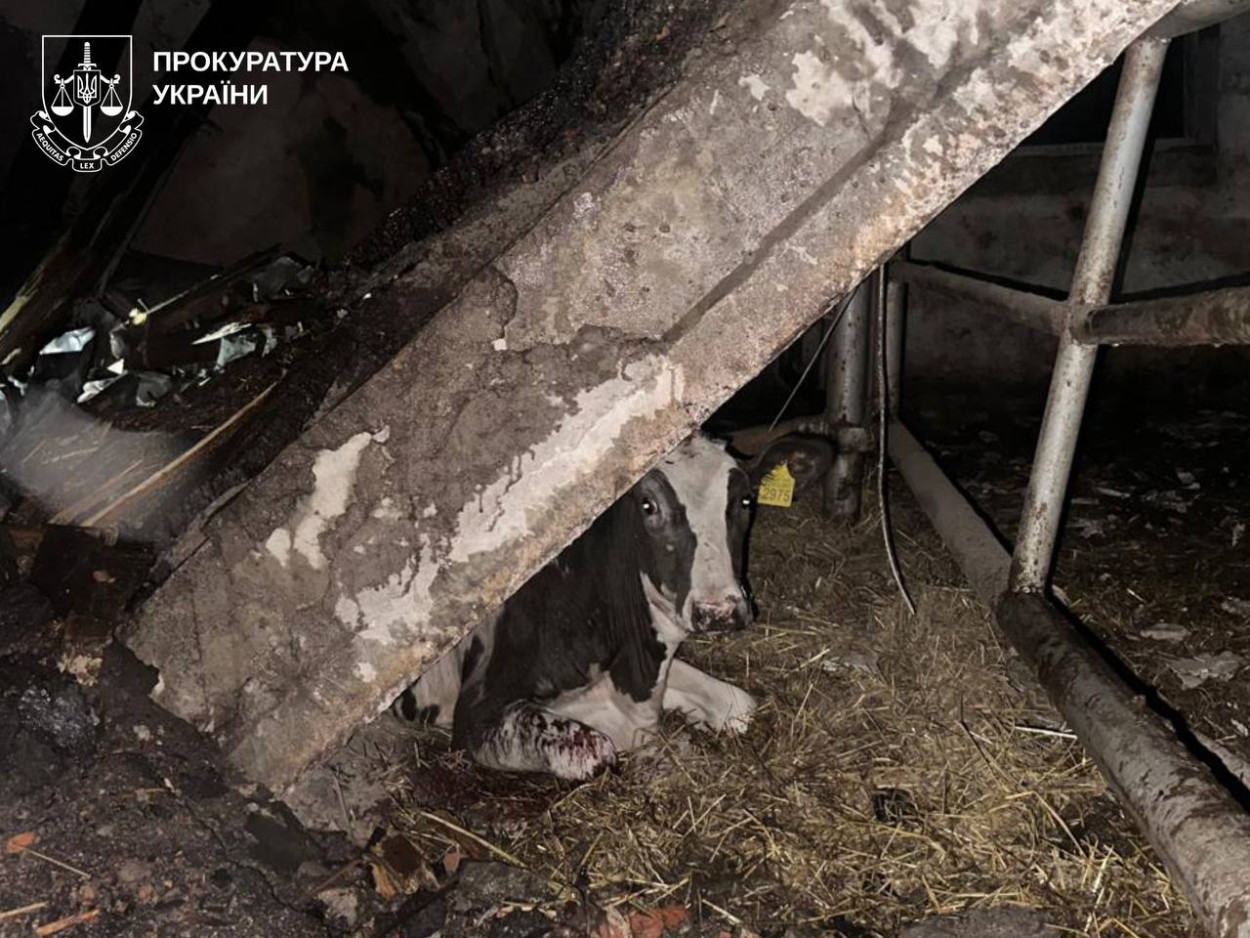РФ ударила по ферме в Харьковской области: погибли телята