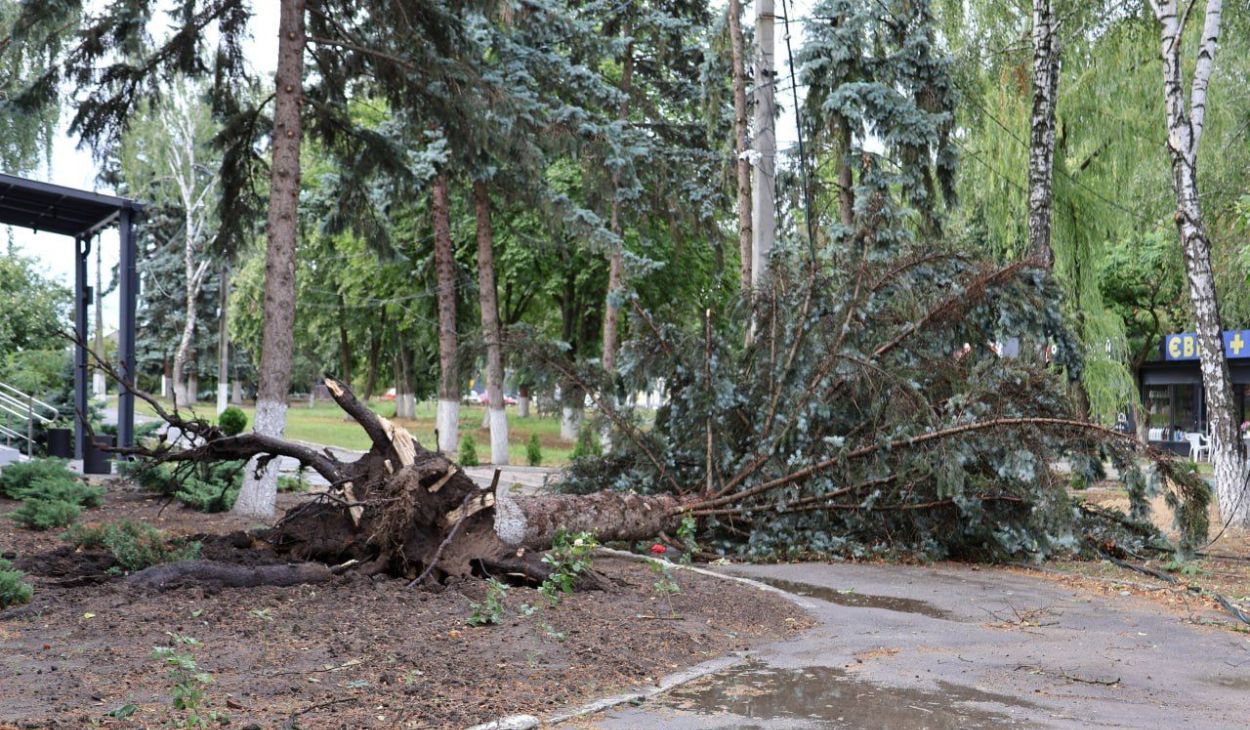 Дерево, що впало