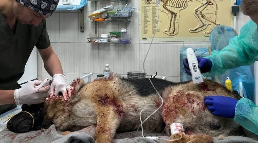 В Харькове после удара «Бандеролью» пытаются спасти тяжело раненую собаку