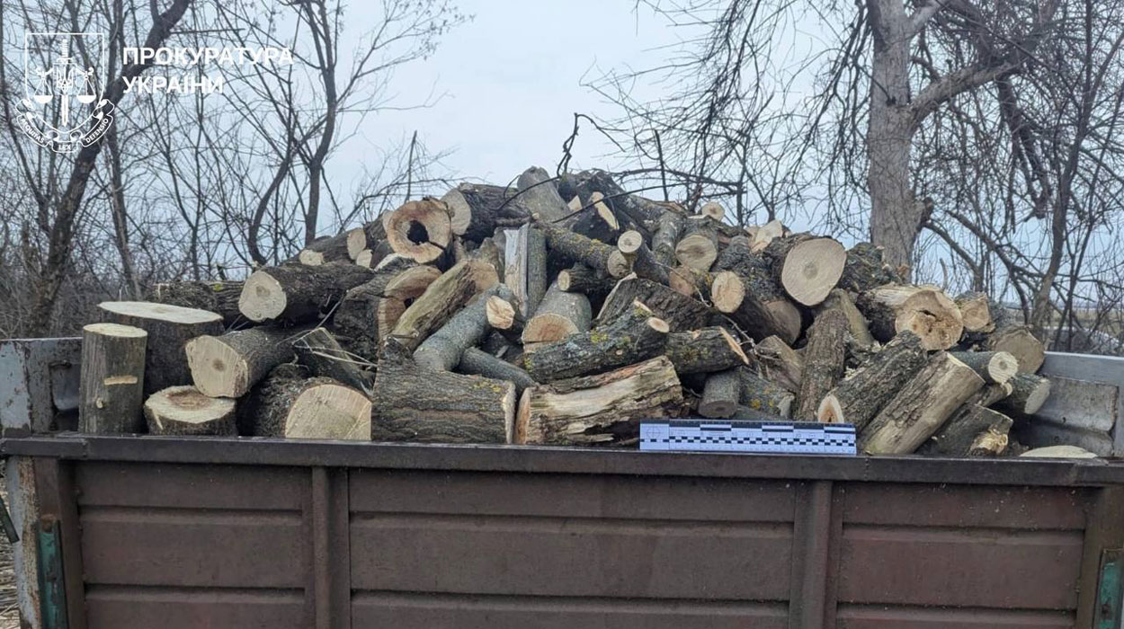 На Харьковщине судят «черного» лесоруба за ущерб в полмиллиона