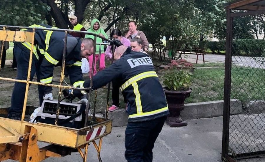 В Харькове спасатели сняли с дерева покусанную собакой кошку