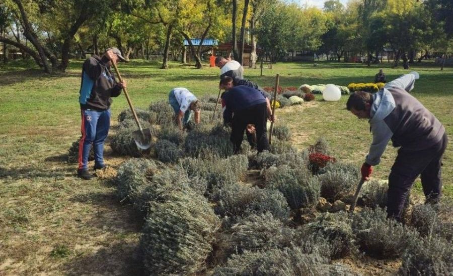 В Харькове создают клумбы из лаванды и хризантем (фото)