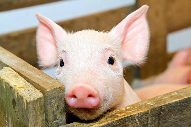 У Харківській області з'явився свинячий грип
